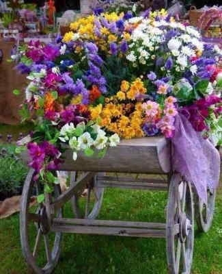 Planta Spathiphyllum Planta para Regalar Floristería El Jardí